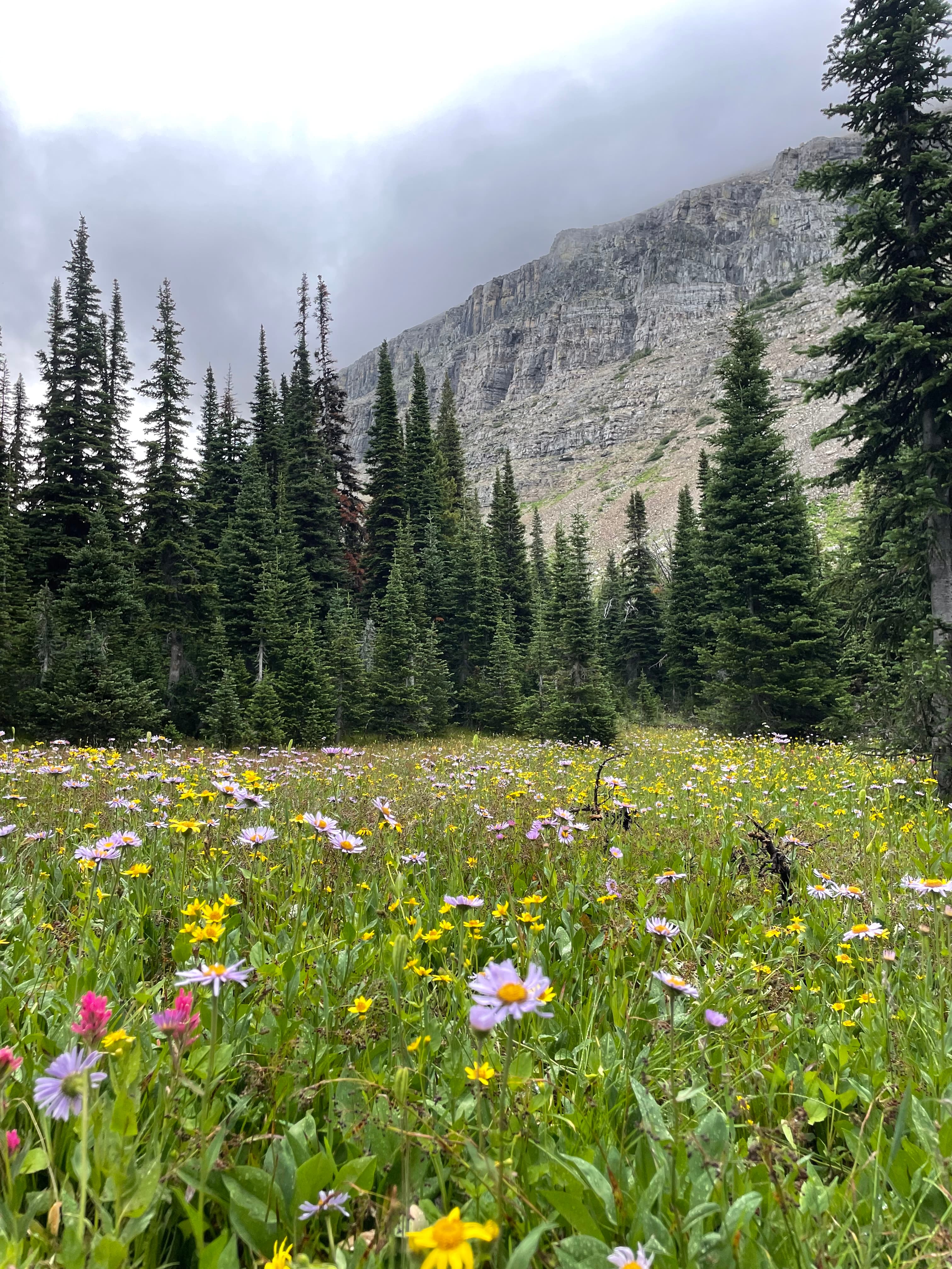 Flowers in Siyeh meadow
